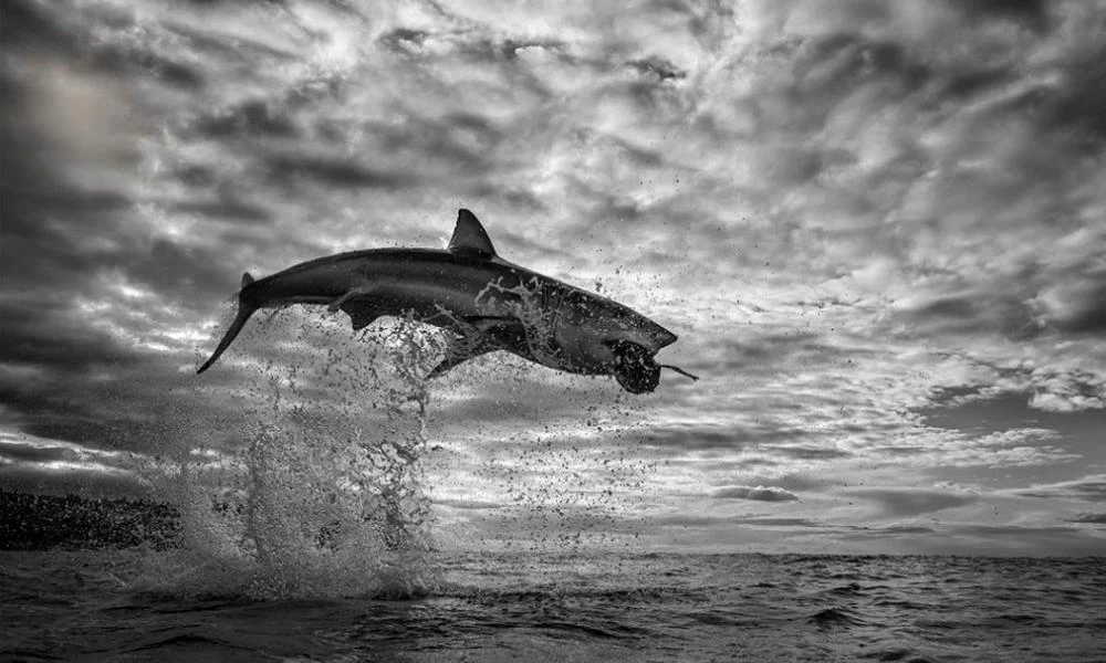 Καρχαρίας πήδηξε έξω από το νερό και άρπαξε πόδι αλεξιπτωτιστή